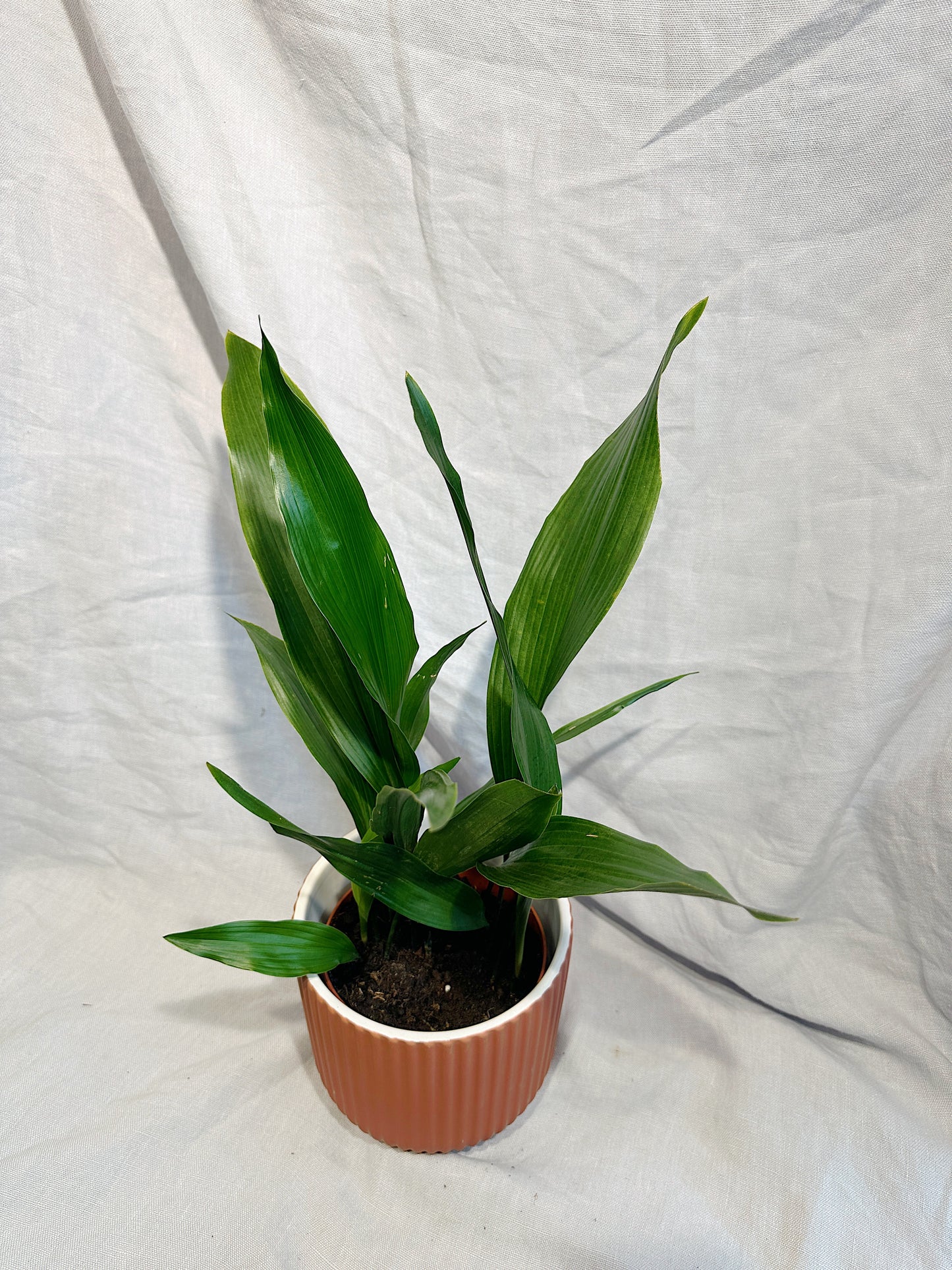 Cast Iron Plant | Aspidistra elatior