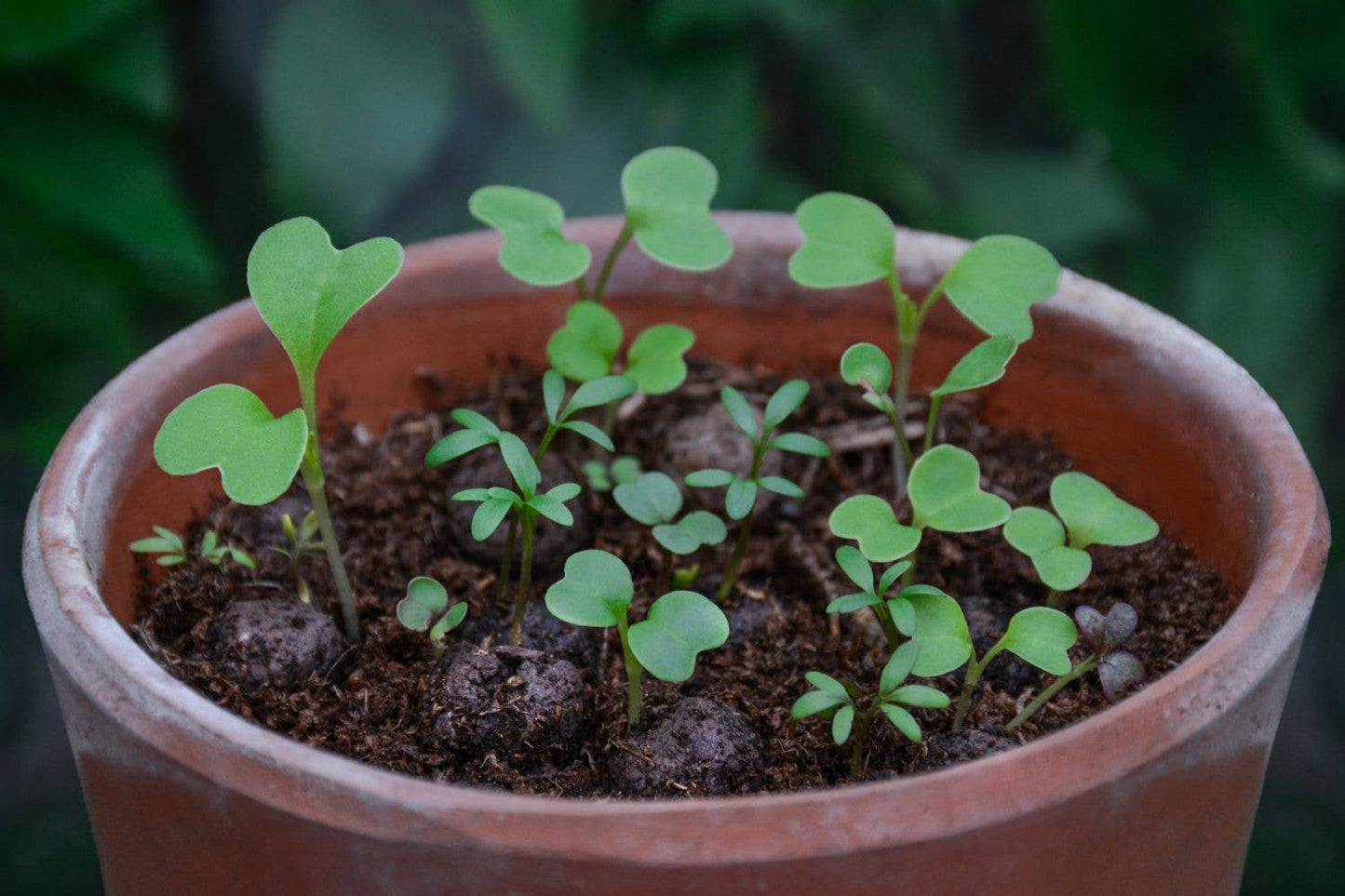 Bee Mix Seedball Tin