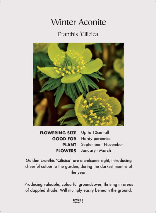 Winter Aconite | Eranthis Cilicica