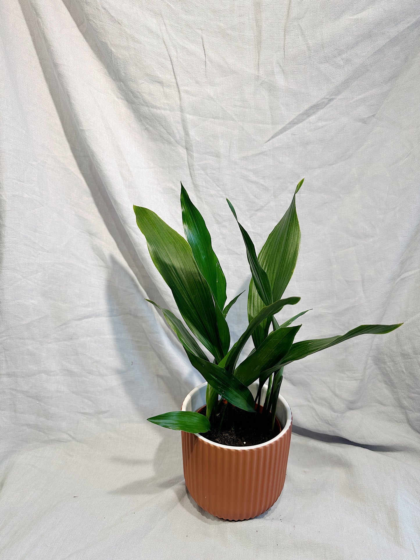 Cast Iron Plant | Aspidistra elatior