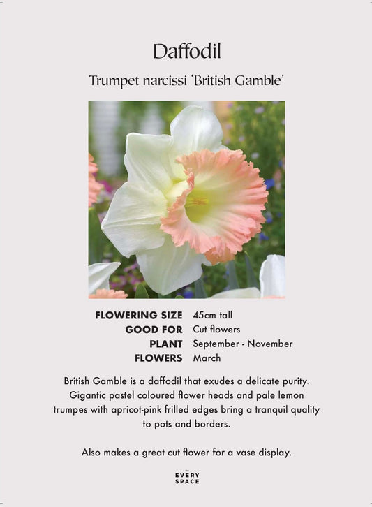 Large Trumpet Daffodil 'British Gamble'