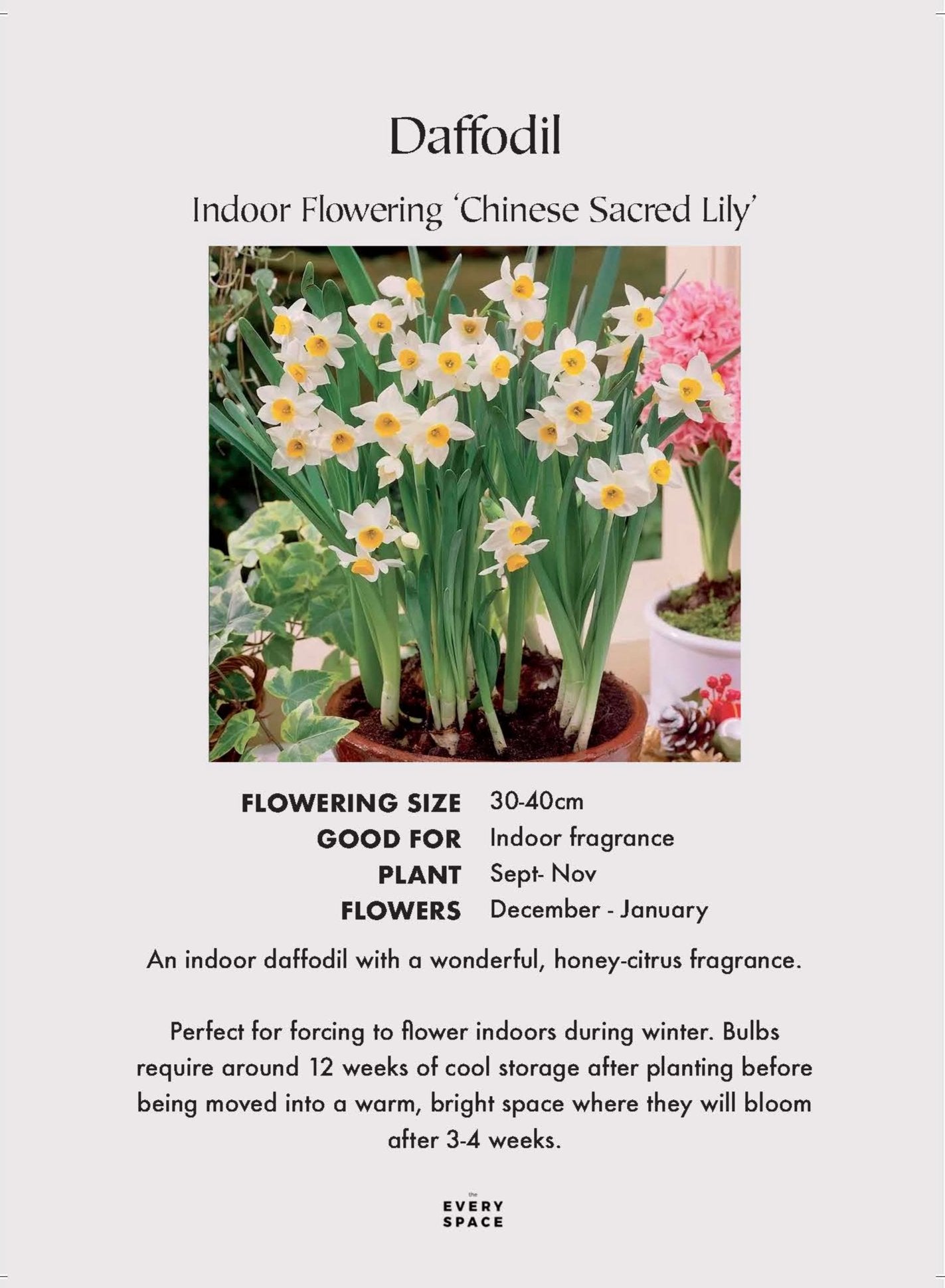 Indoor Flowering Narcissi 'Chinese Sacred Lily'