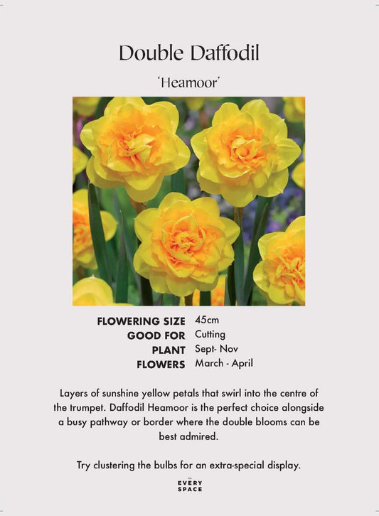 Double Daffodil 'Heamoor'