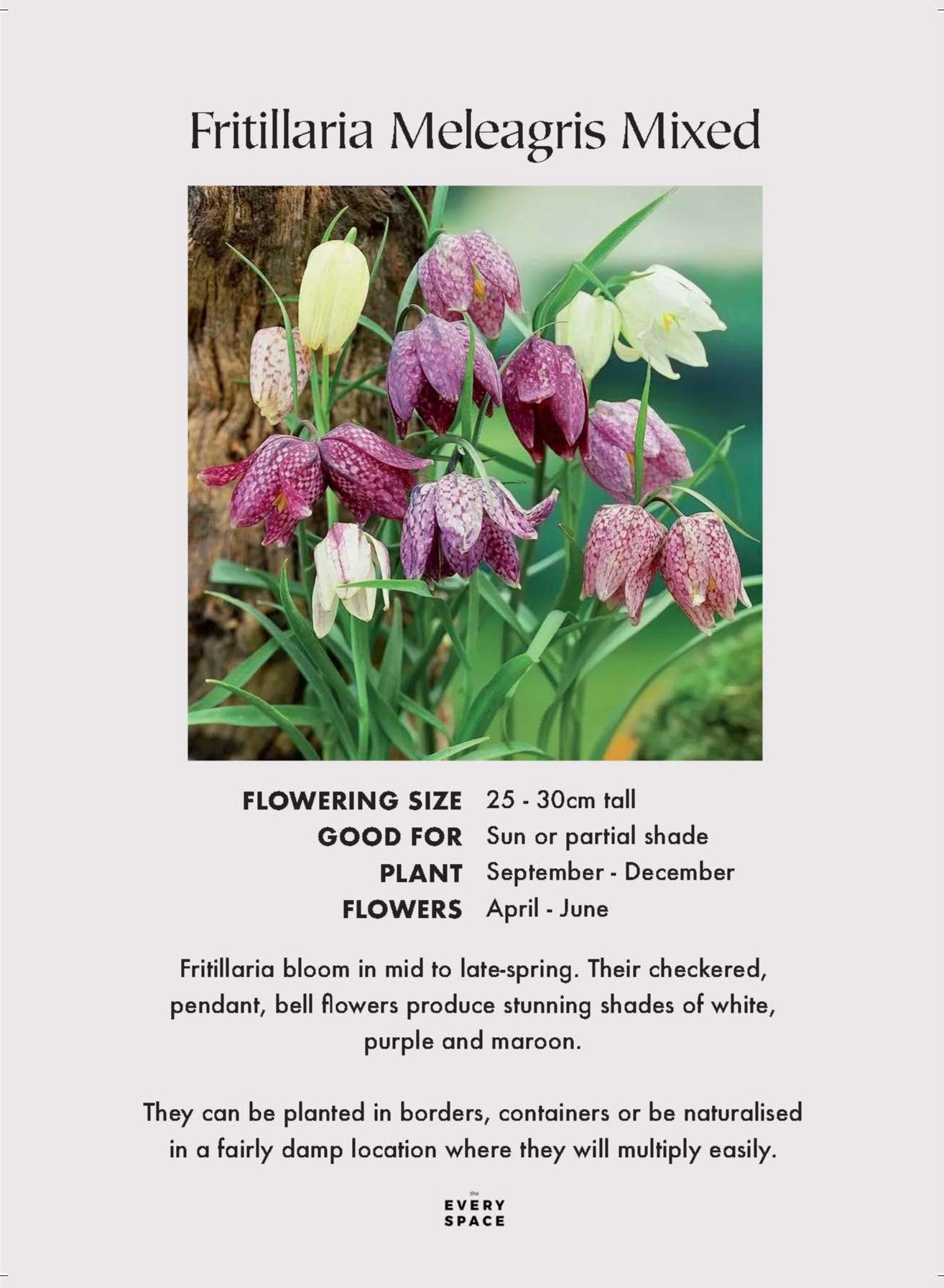 Fritillaria Meleagris (Mixed)