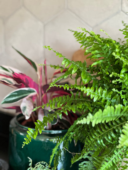 Pet Friendly Plant Collection