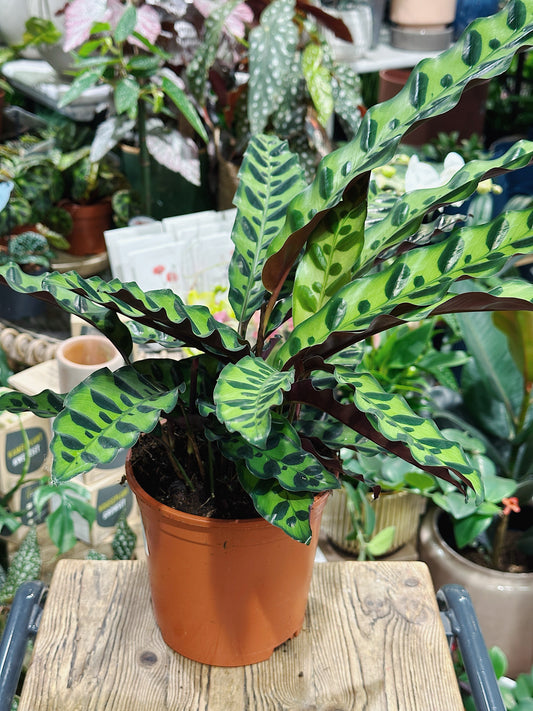 Goeppertia insignis (formerly Calathea lancifolia) | Rattle snake plant