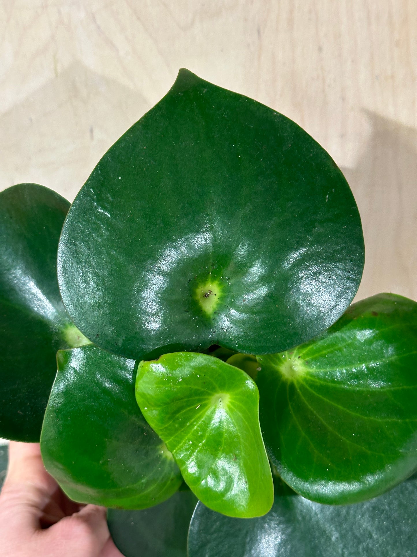 Peperomia polybotota Raindrop