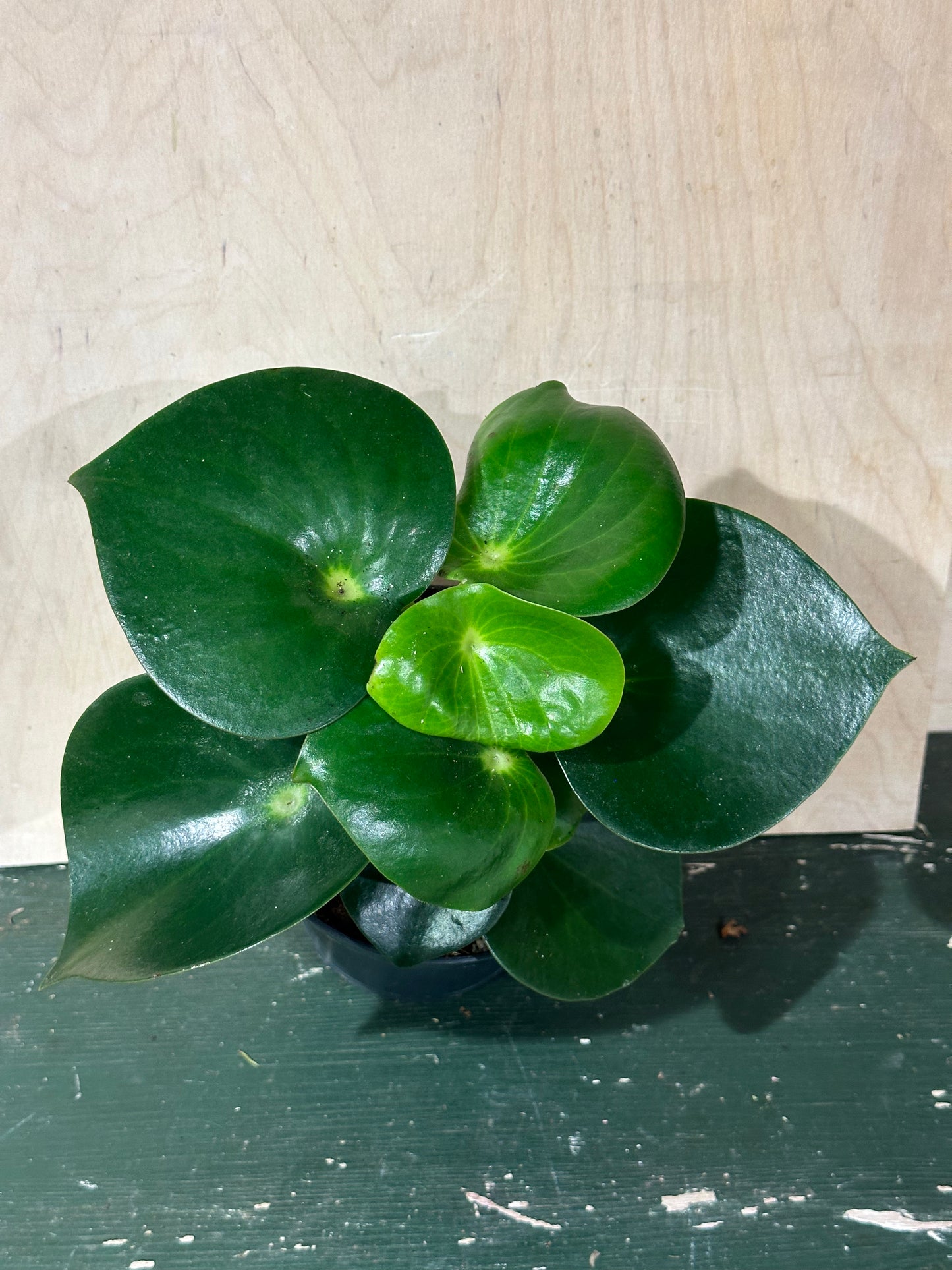 Peperomia polybotota Raindrop