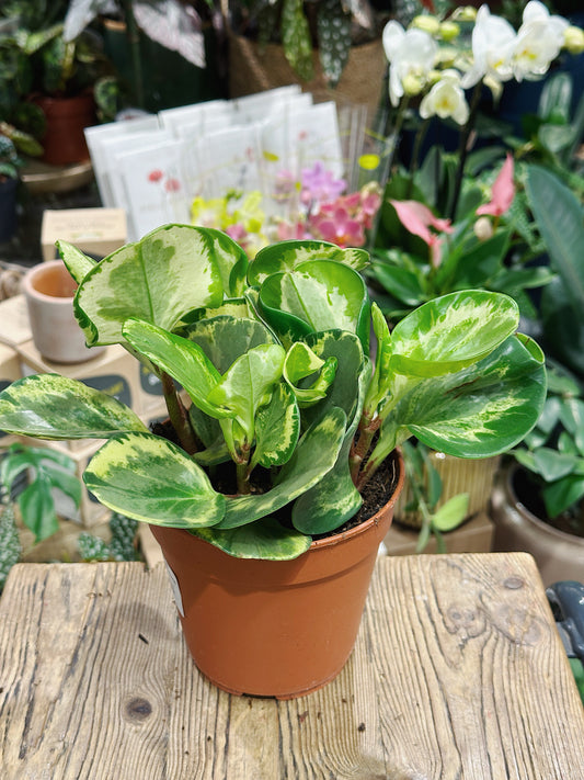 Peperomia obtusifolia 'Golden Gate'