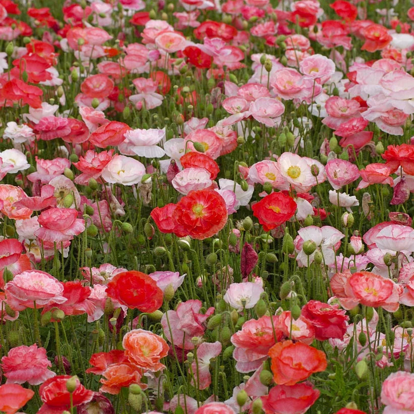 Poppy Falling In Love Seeds