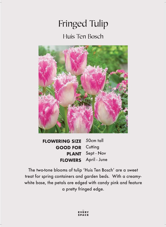 Fringed Tulip 'Huis Ten Bosch'