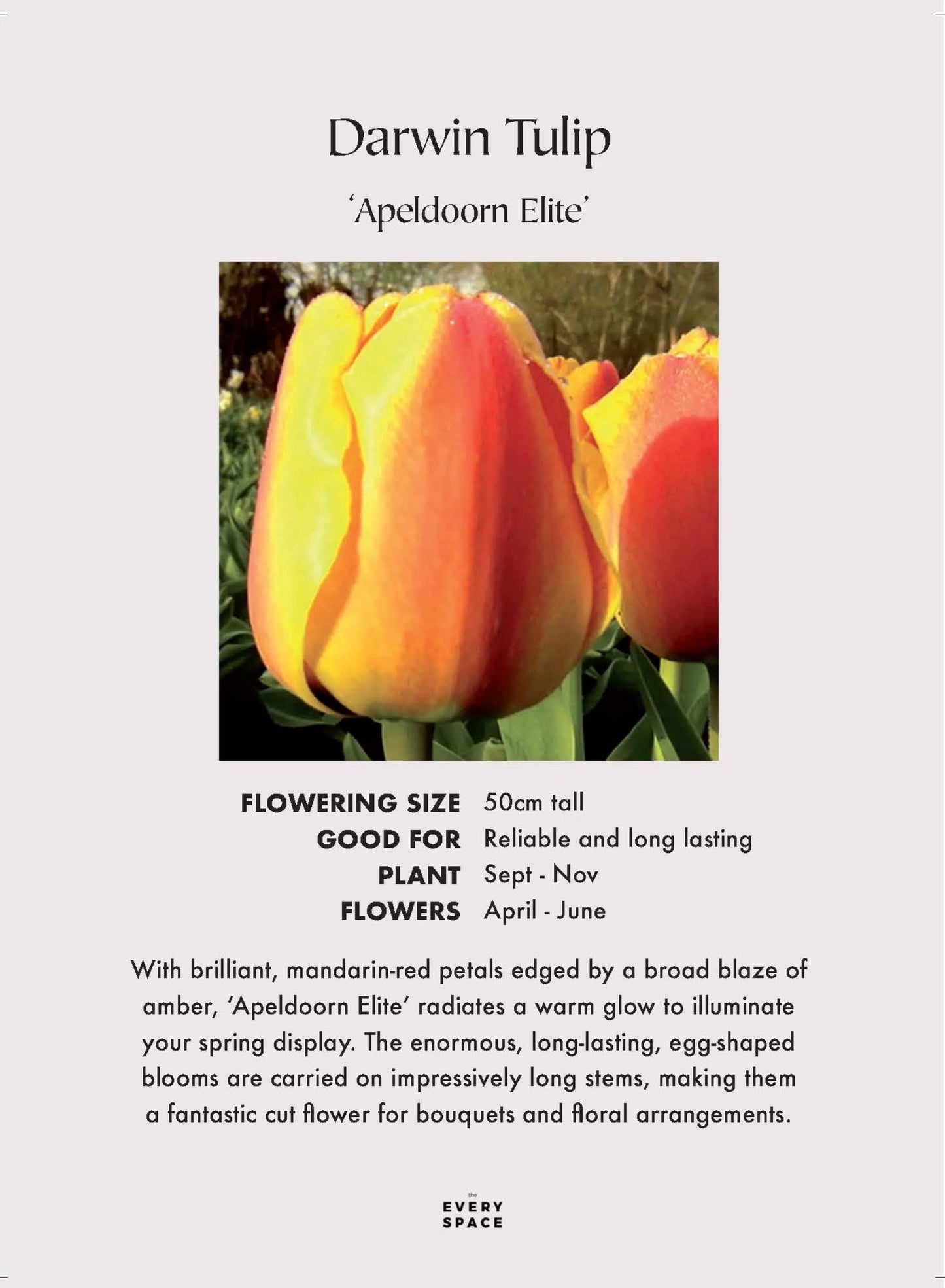 Darwin Tulip 'Apeldoorn Elite'