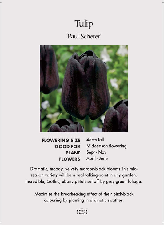 Mid-Season Tulip 'Paul Scherer'