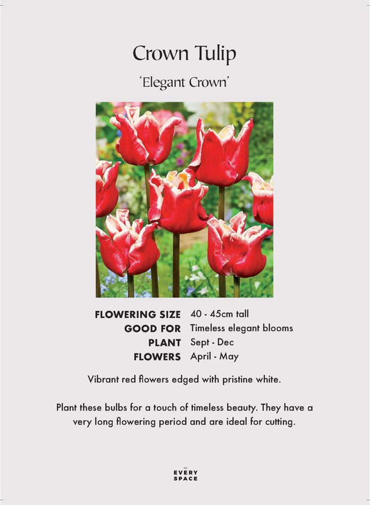 Crown Tulip 'Elegant Crown'