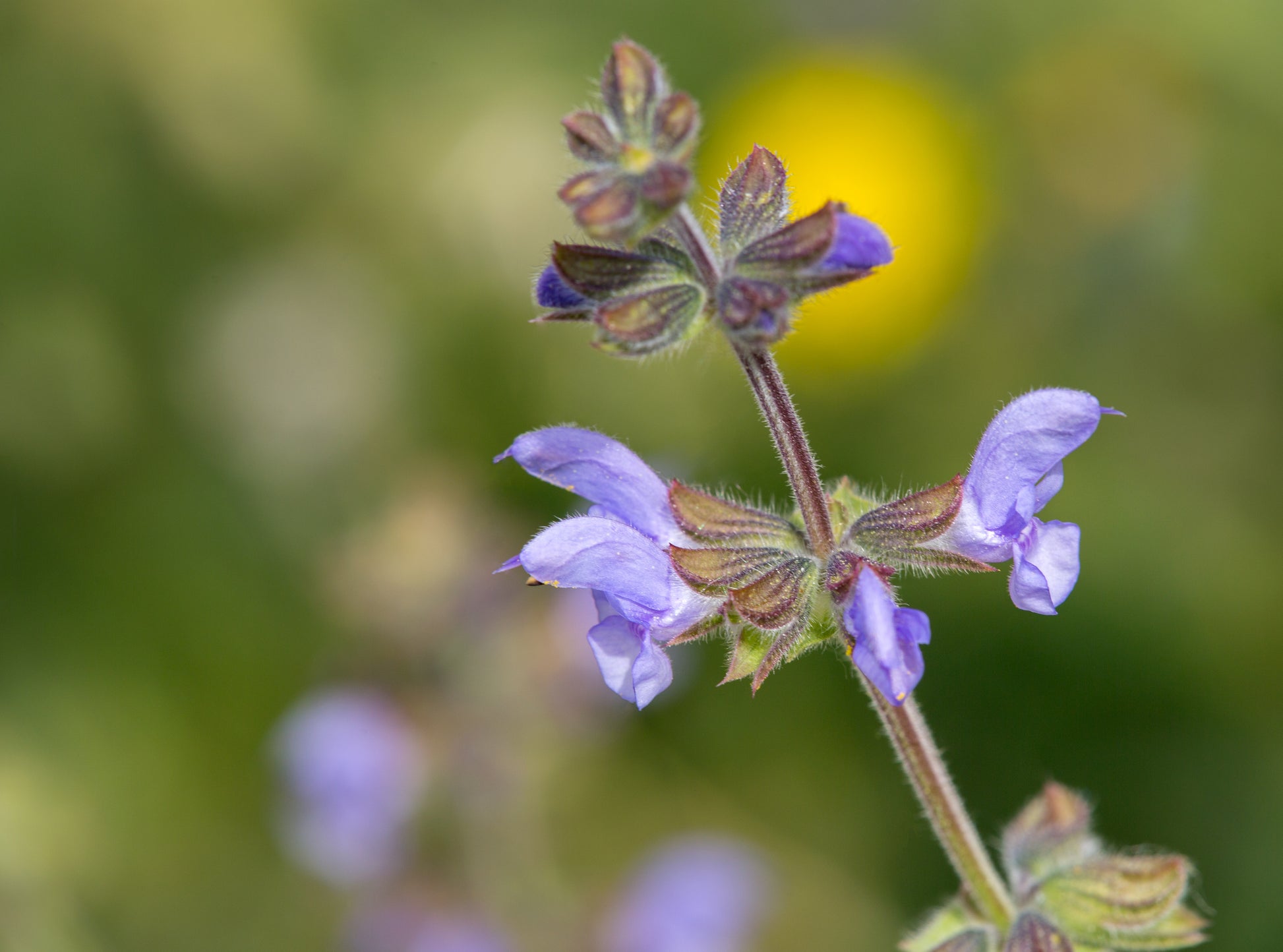 Wild Clary Salvia Verbenaca 