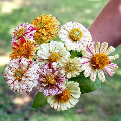 Zinnia Peppermint Stick Single Seed Packet