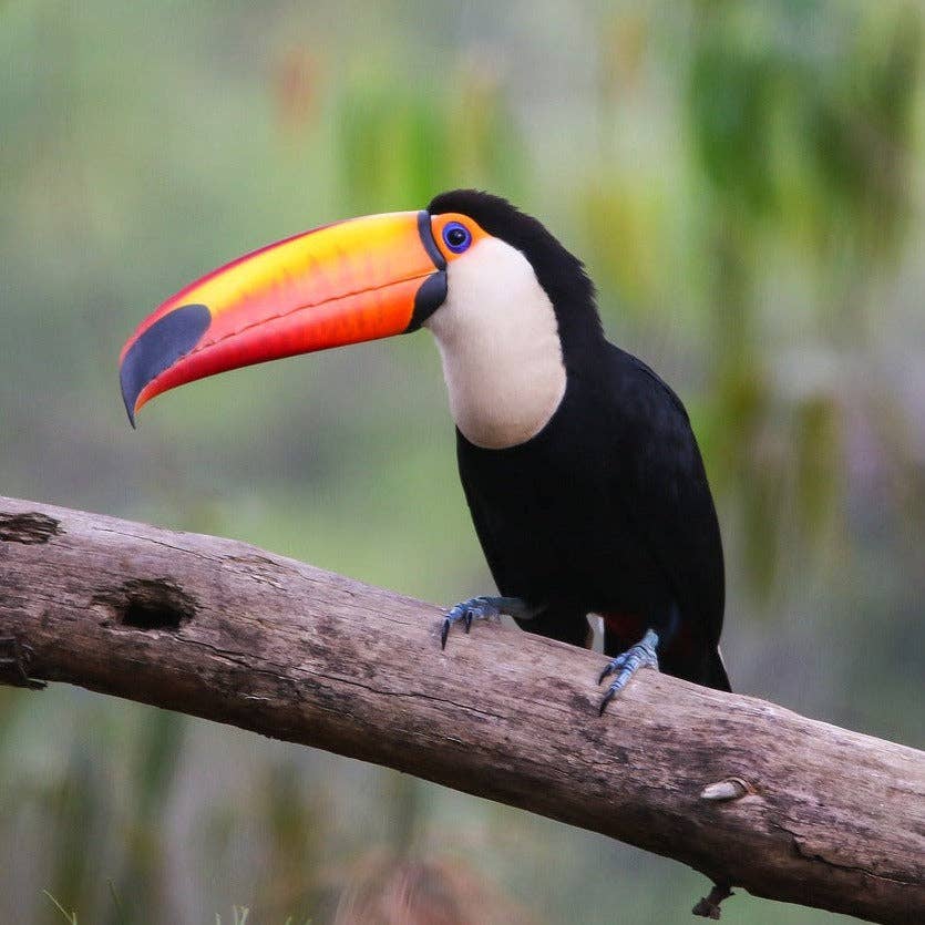 Toucan Felt Finger Puppet