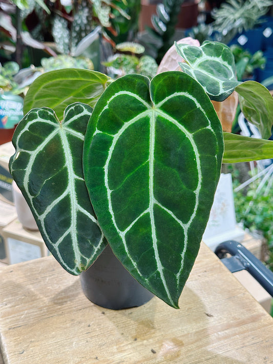 Anthurium Crystallinum | Crystal Anthurium