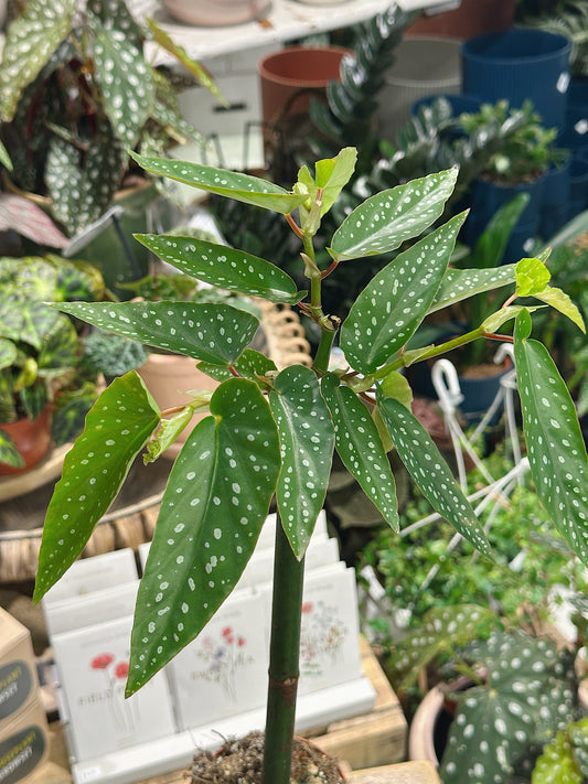 Begonia Tamaya | Bamboo Begonia