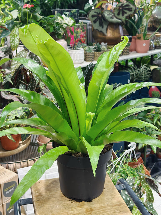 Asplenium Antiquum | Birds Nest Fern