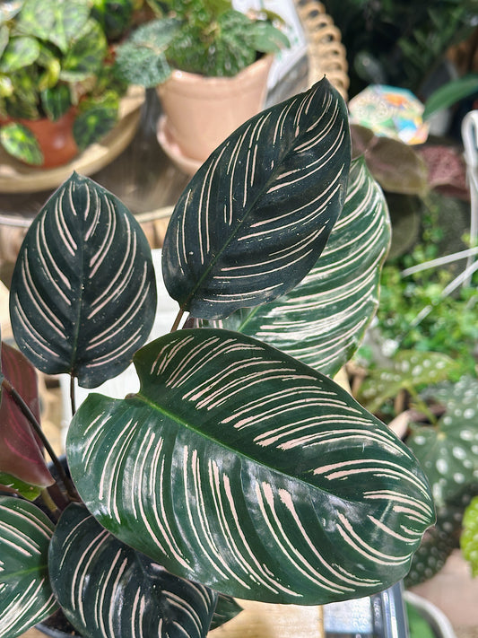 Calathea Ornata Sanderiana | Calathea Pinstripe