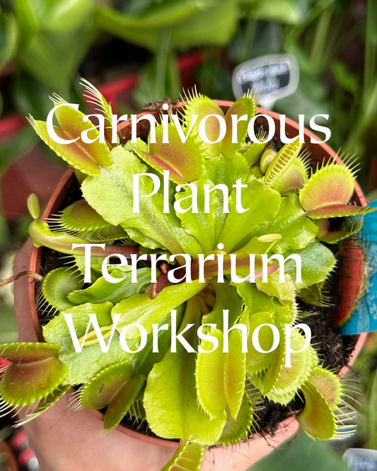 Carnivorous Plant Terrarium Workshop | Thursday 20th March 2025