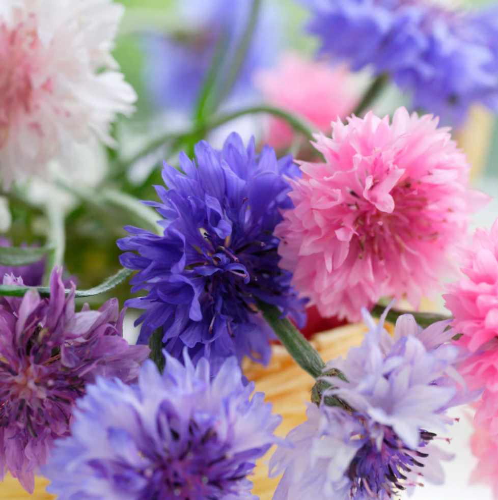 Cornflower Polka Dot Mix Seeds