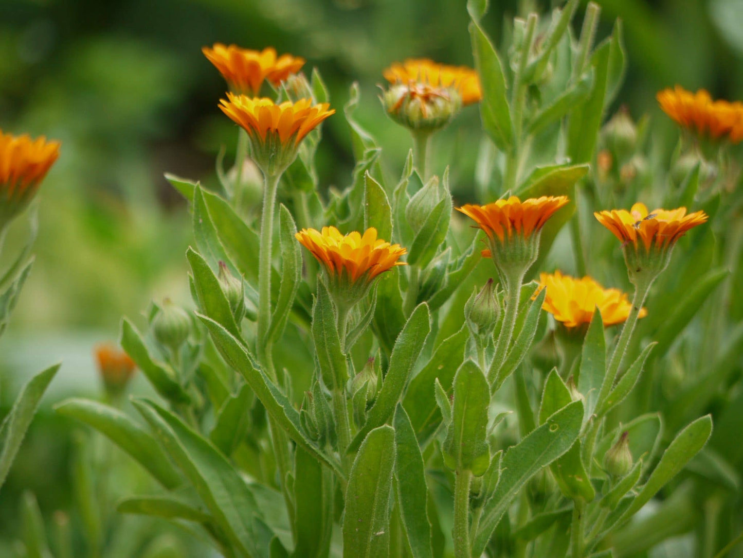 Calendula Hair and Body Soap