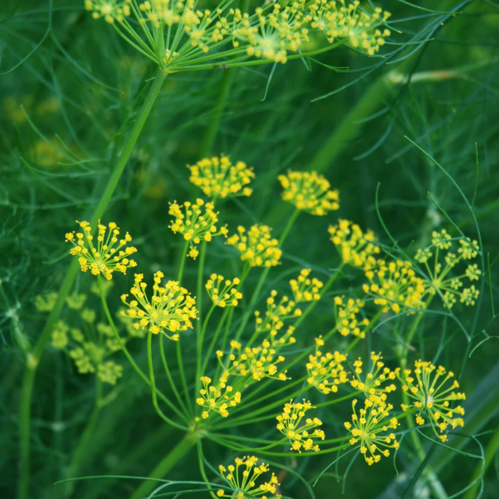 Dill Mammouth Long Island Seeds