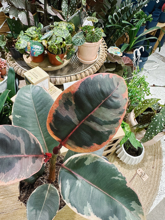 Ficus el Belize | Pink Rubber Plant