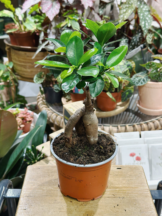 Ficus Microcarpa Ginseng | Chinese Banyan