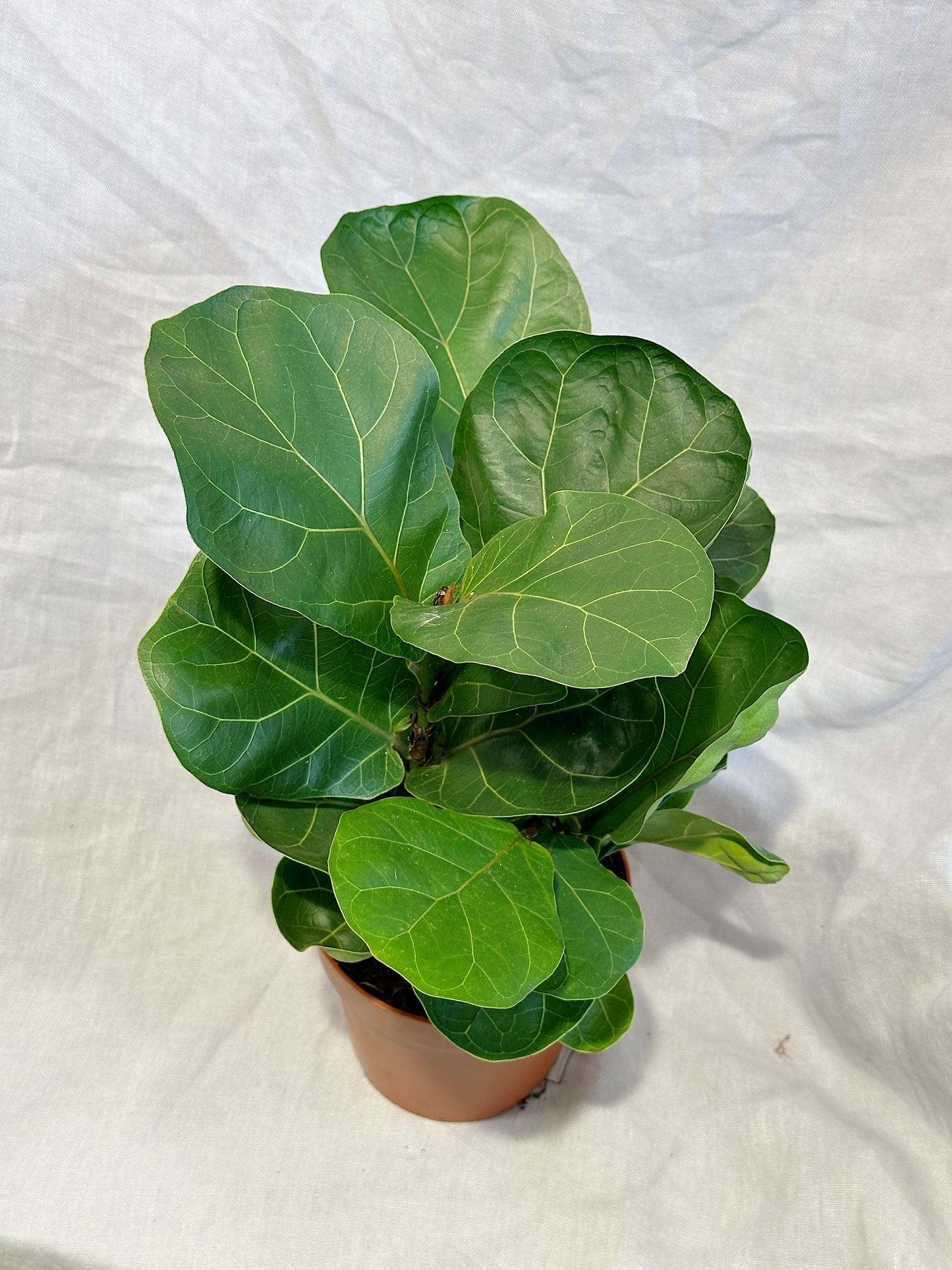 Fiddle Leaf Fig | Ficus lyrata