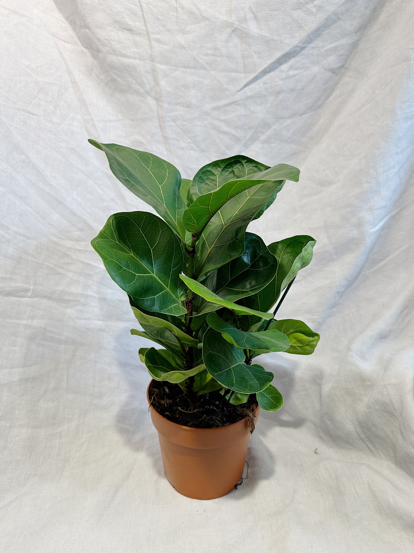 Fiddle Leaf Fig | Ficus lyrata