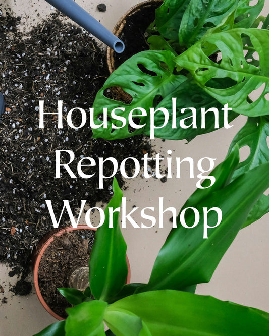 Houseplant Repotting Workshop | Thursday 6th March 2025