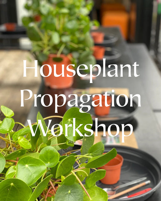 Houseplant Propagation Workshop | Tuesday 25th March 2025