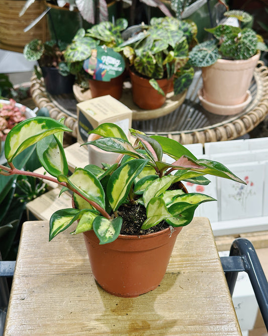 Hoya Carnosa Tricolor | Wax Plant