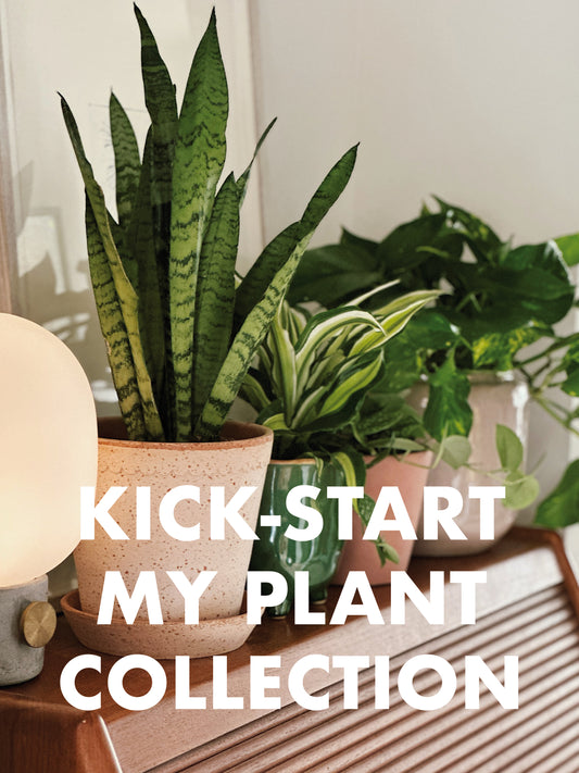 Kick-Start My Plant Collection