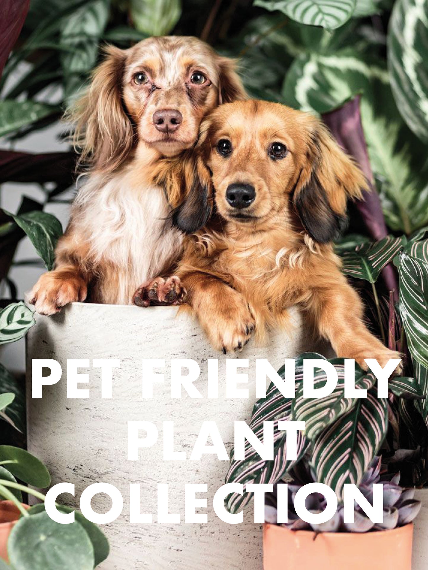 Pet Friendly Plant Collection