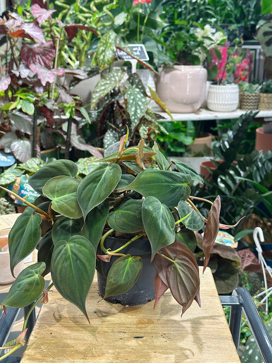 Philodendron Scandens Micans