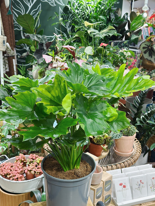 Philodendron Bipinnatifidum | Philodendron 'Hope'