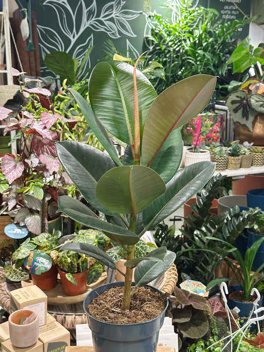 Ficus Robusta | Rubber Plant