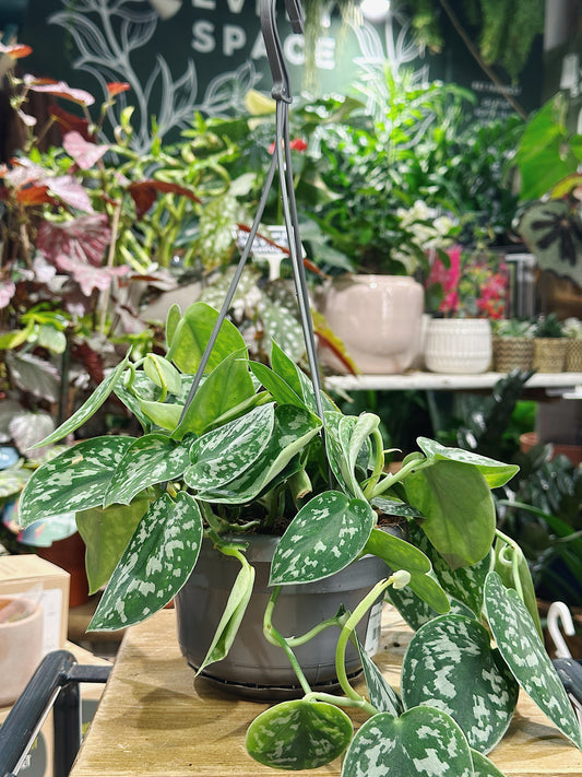 Scindapsus Pictus Argyraeus | Satin Pothos