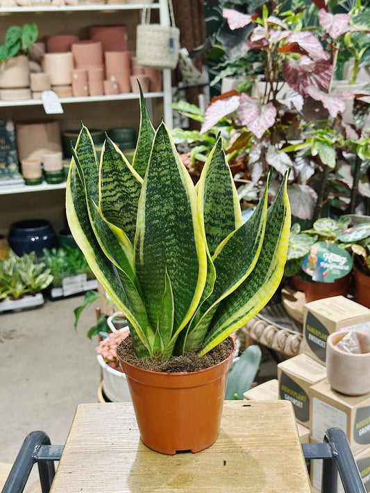 Sansevieria Trifasciata Futura Superba | Snake Plant