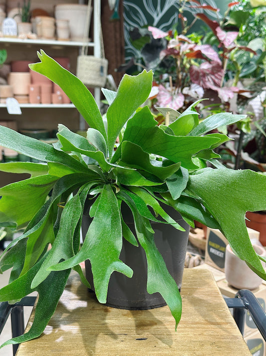 Platycerium Bifurcatum | Staghorn Fern