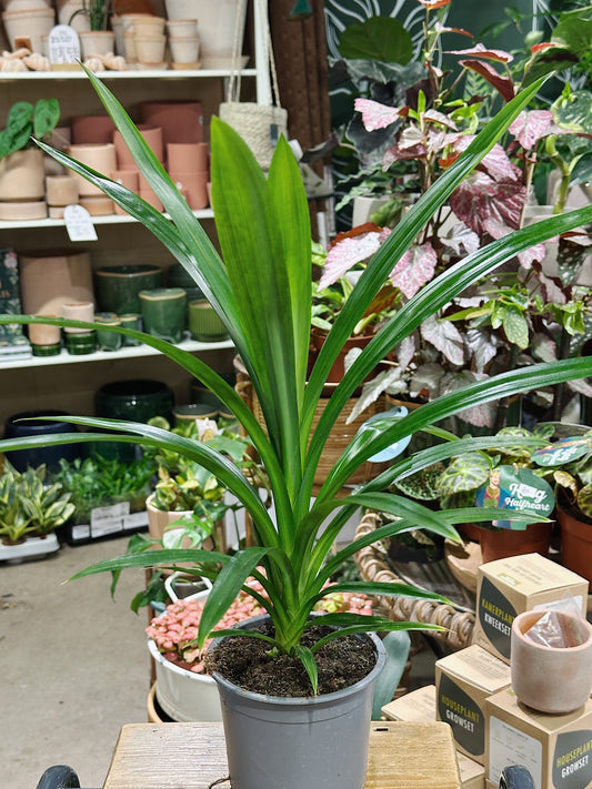 Pandanus Veitchii | Screw Pine